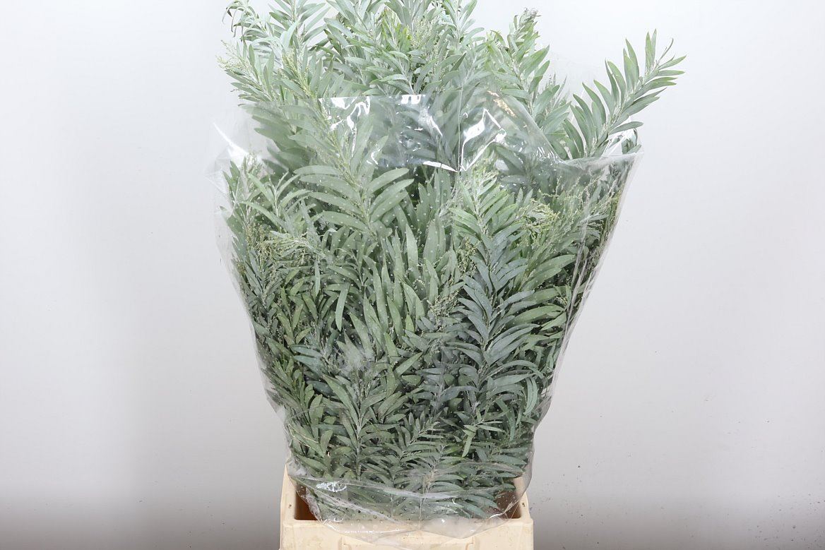 Acacia Baileyana Per Bunch 60cm 200gr.