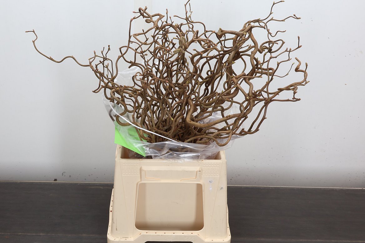 Corylus Contorta 40cm 2-year
