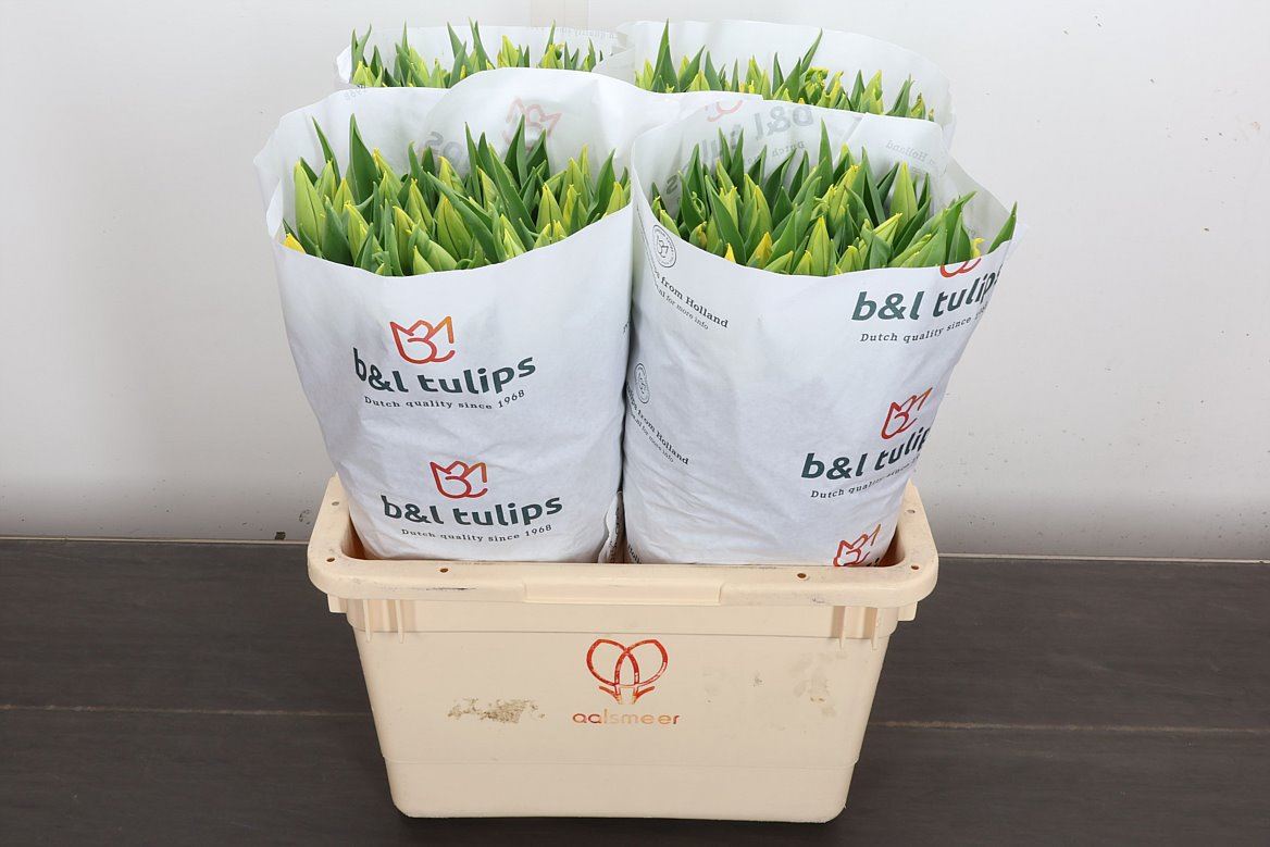 Tulip Single Strong Gold 40cm 35gr.