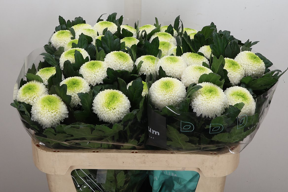 Chrysanth Single Boris Becker 70cm 80gr.