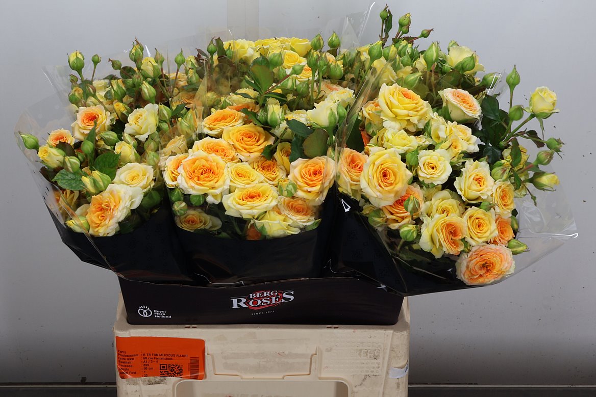 Rosa Spray Fantalicious 60cm 6+
