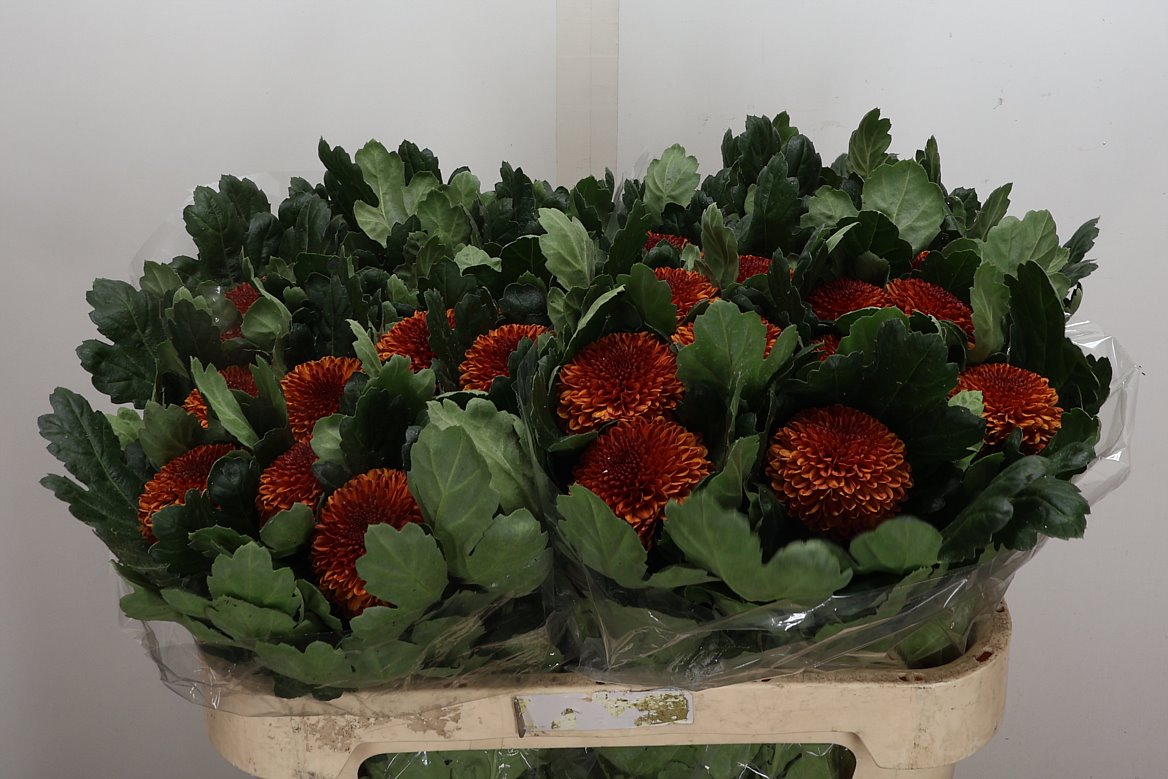 Chrysanth Single Kiev Bicolour 75cm 75gr.