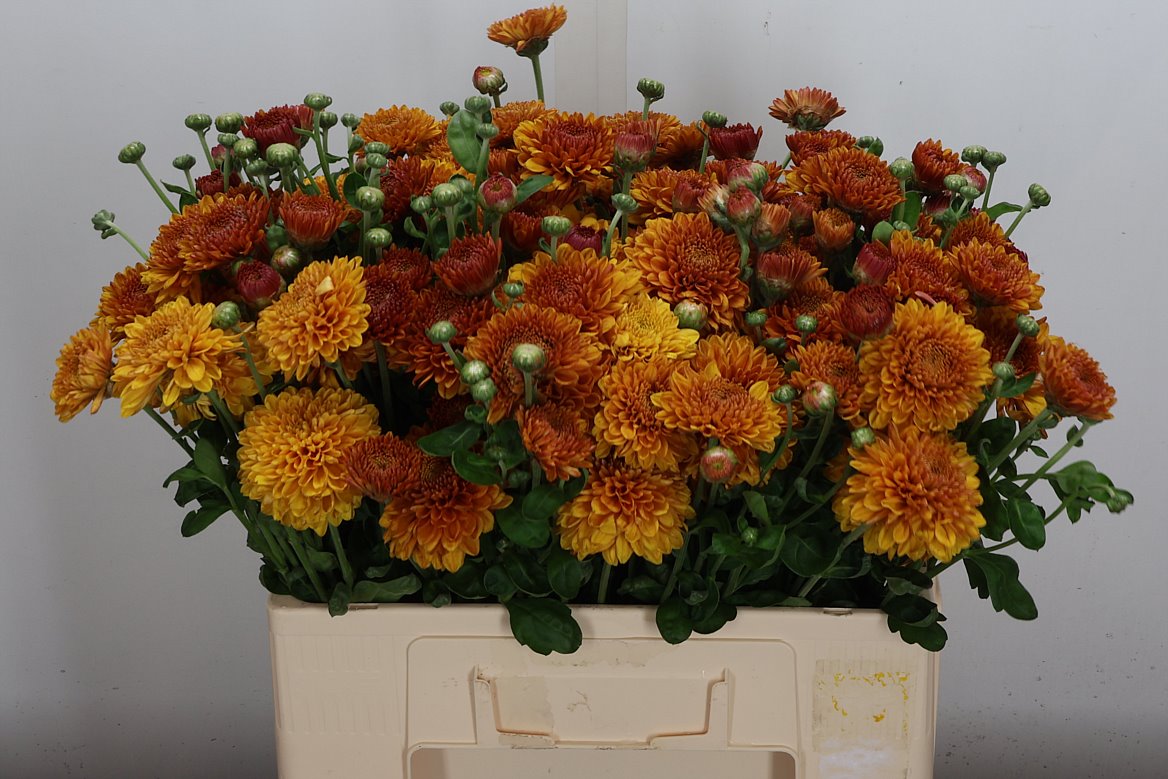 Chrysanth Spray Wendy 55cm 80gr.