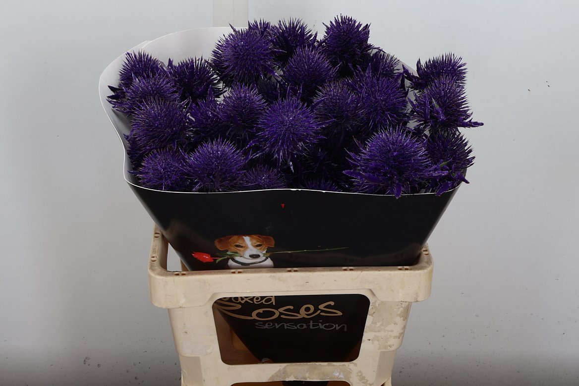 Eryngium Alpinum Klrbeh 60cm