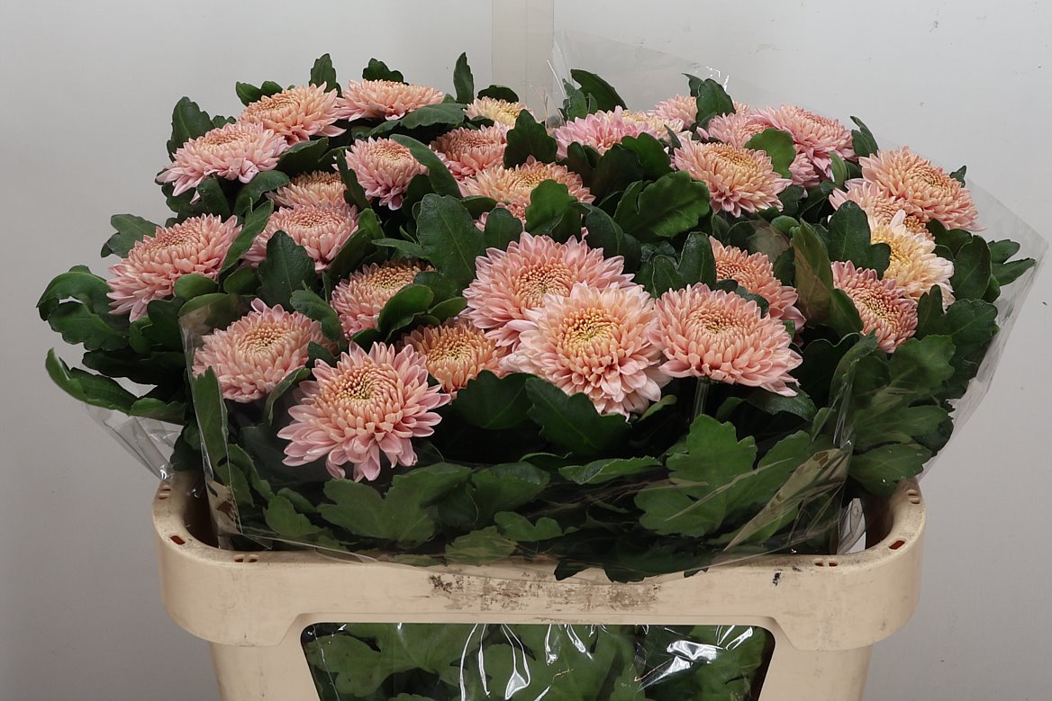 Chrysanth Single Marielle 72cm 105gr.