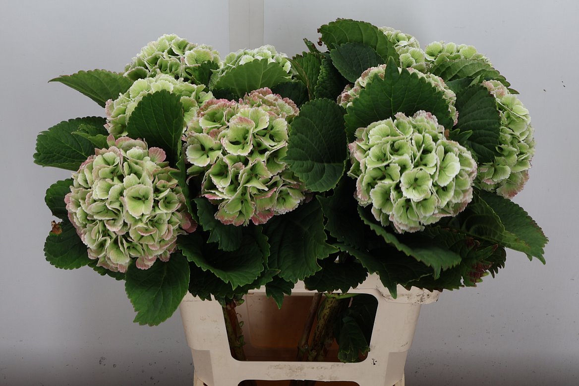 Hydrangea Lolly Pop Classic 60cm 12-14cm Hd