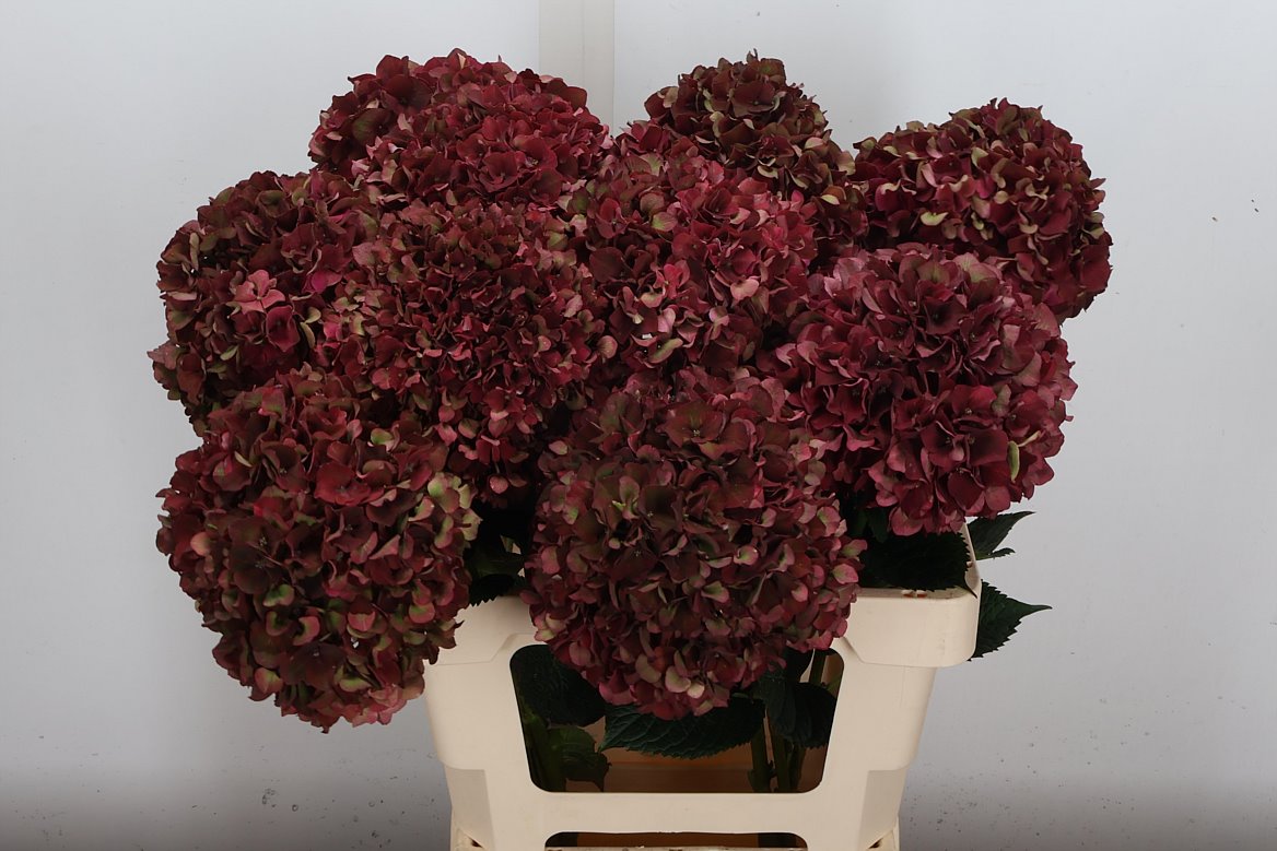 Hydrangea Pink Ruby Classic 60cm 15-17cm Hd