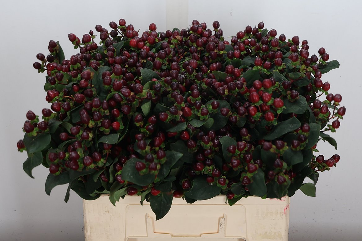 Hypericum Coco Montana 60cm