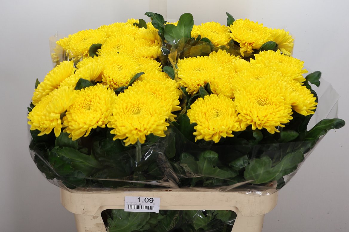 Chrysanth Single Migoli 75cm 90gr.