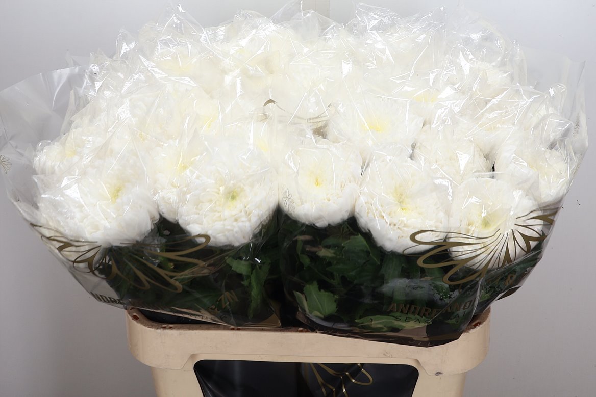 Chrysanth Single Fred Shoesmith 85cm 85gr.