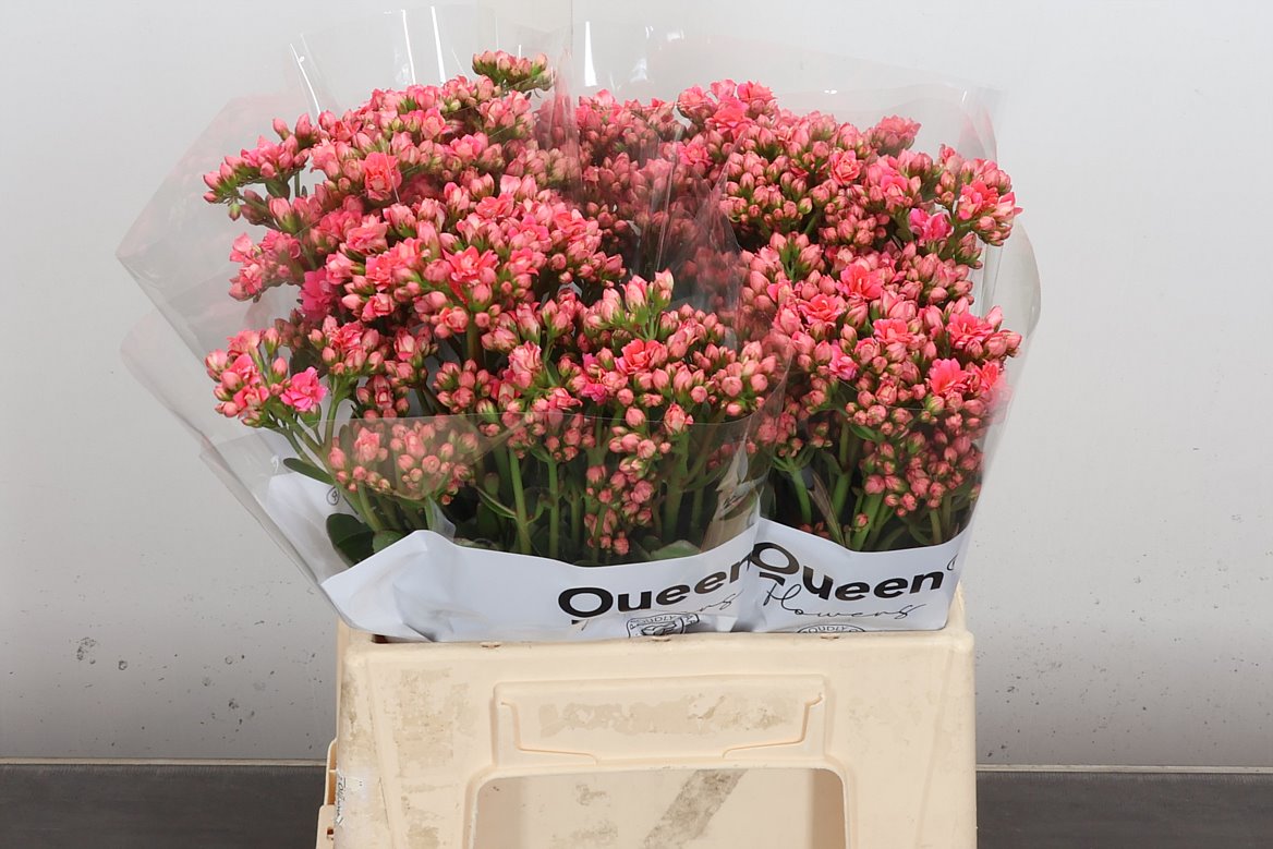 Kalanchoe Taffy Pink Meadow 40cm