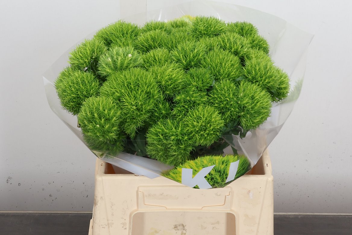 Dianthus Barb Kiwi Mellow 40cm