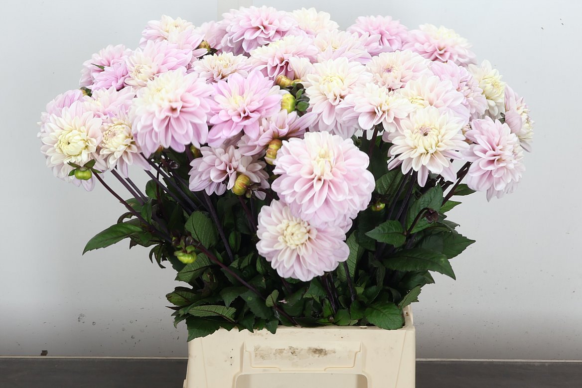Dahlia Espacio 50cm