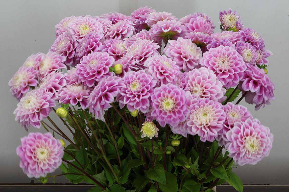 Dahlia Sweet Love 55cm