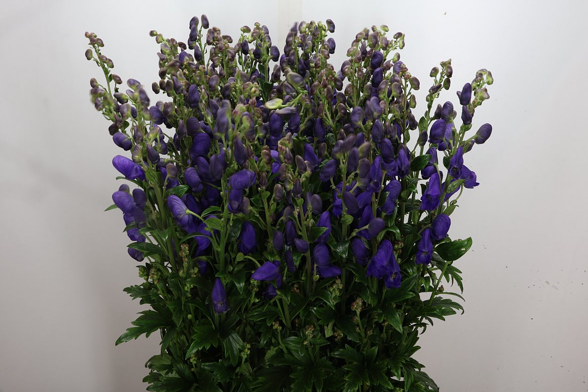 Aconitum Carmichaelii Arendsii 95cm