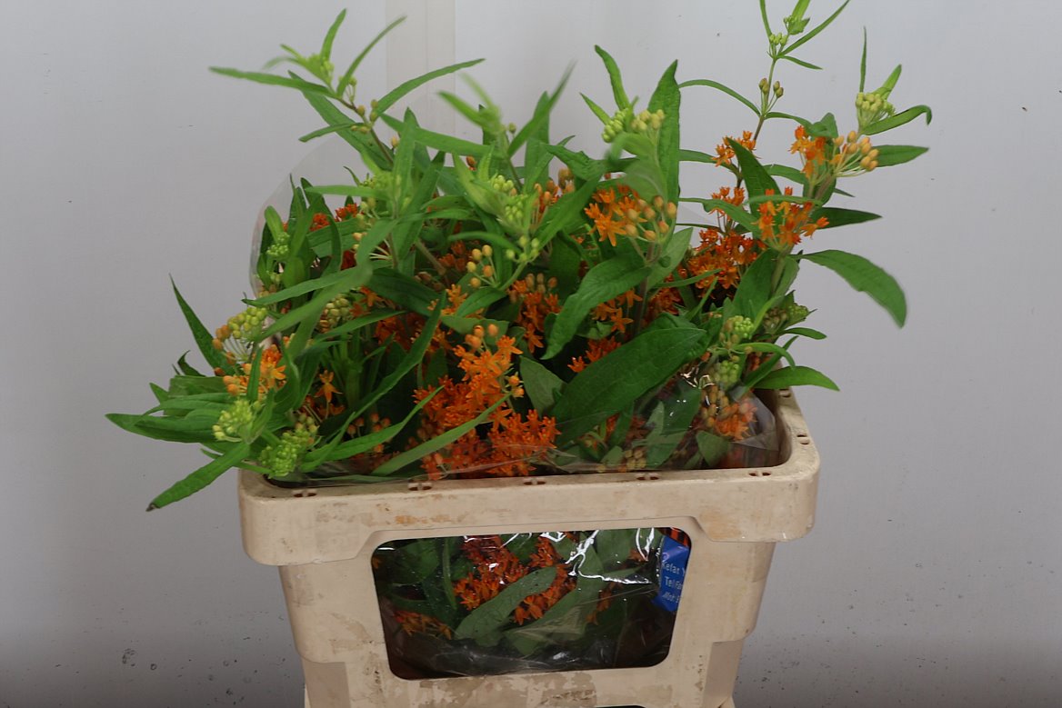 Asclepias Tuberosa 45cm