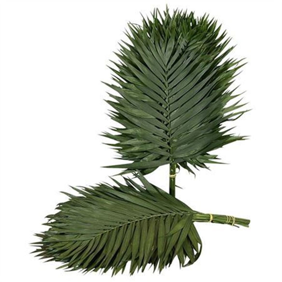 Chamaedorea Chico Leaf Per Bunch 55cm