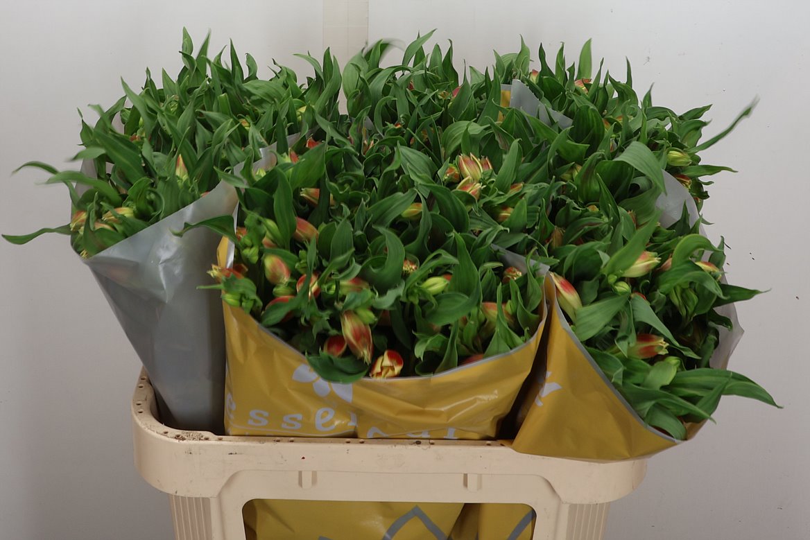 Alstroemeria Bali 75cm 90gr.