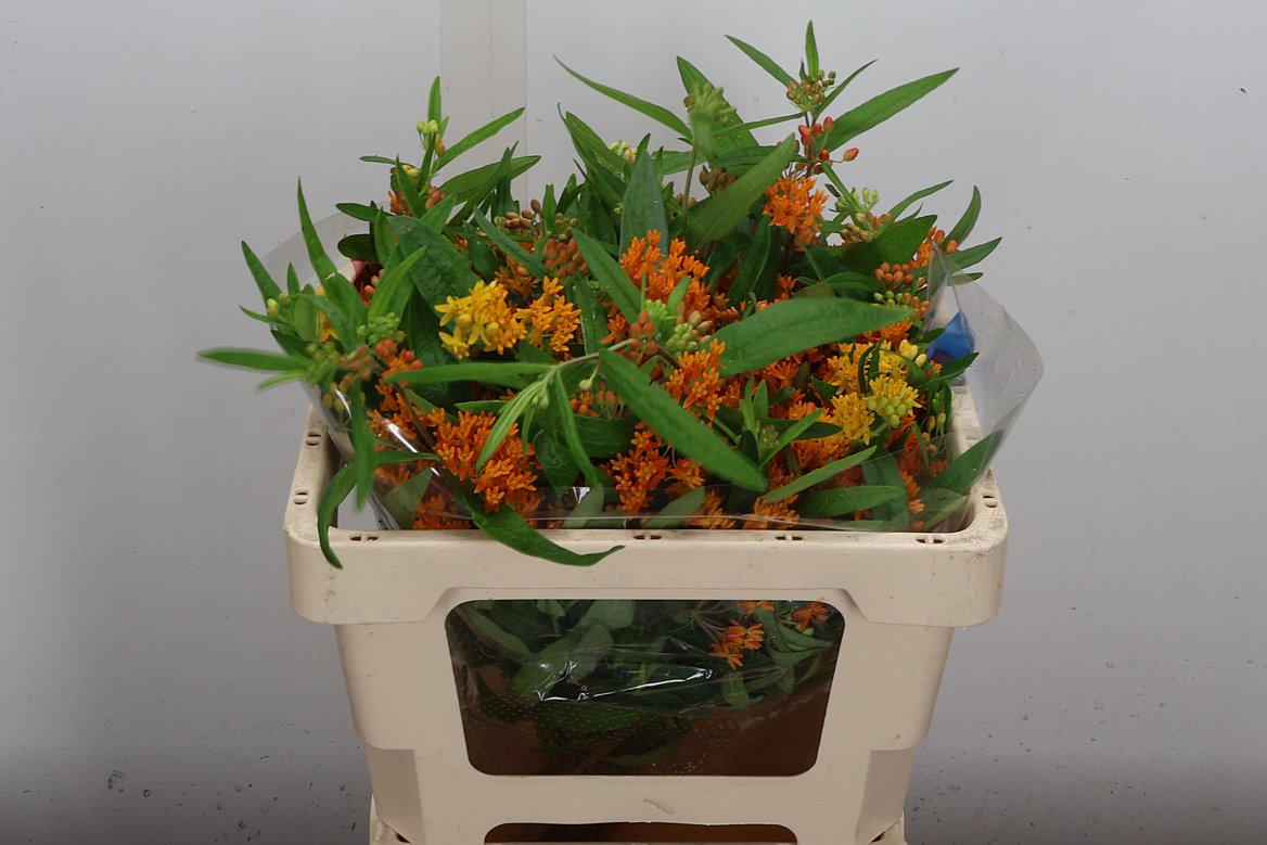 Asclepias Tuberosa 50cm