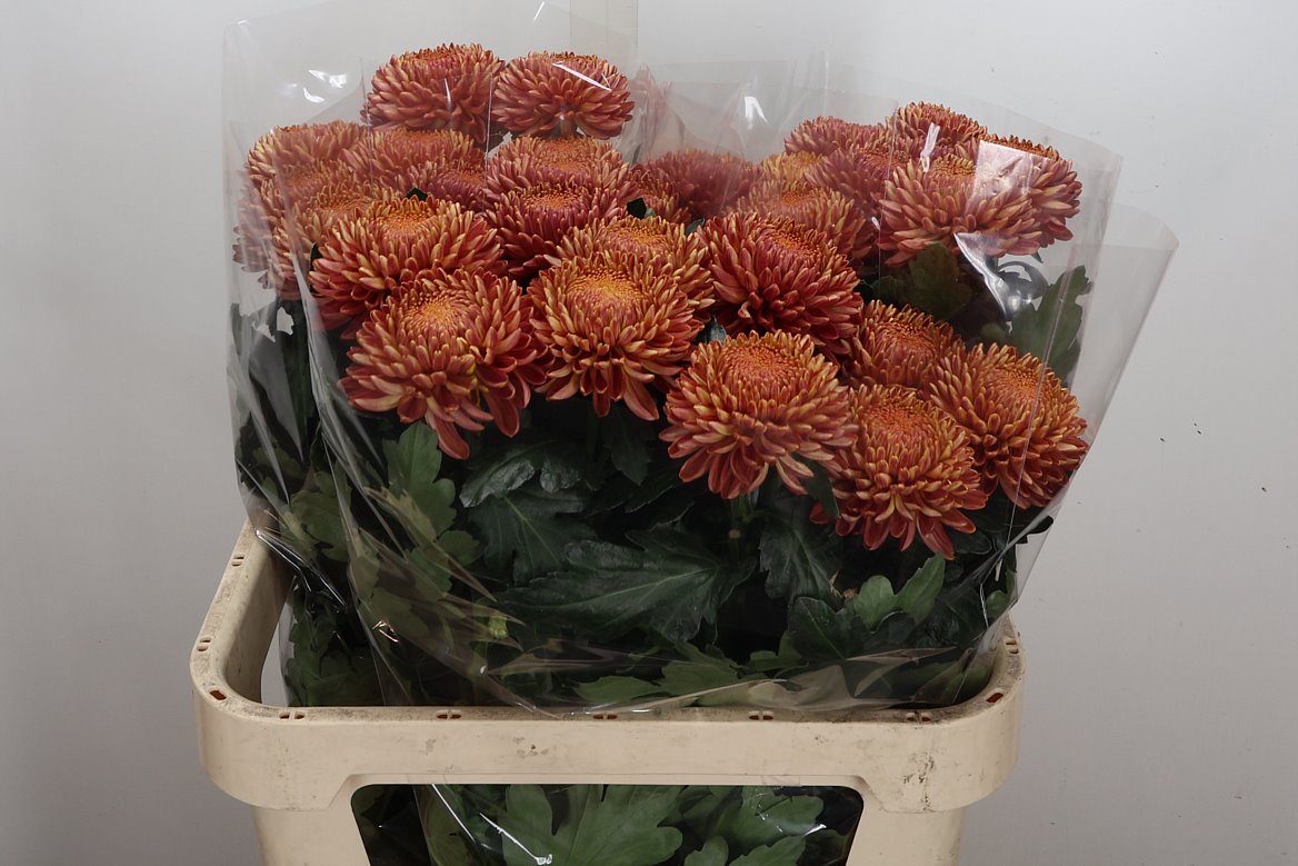 Chrysanth Single Bigoudi Bronze 75cm 95gr.