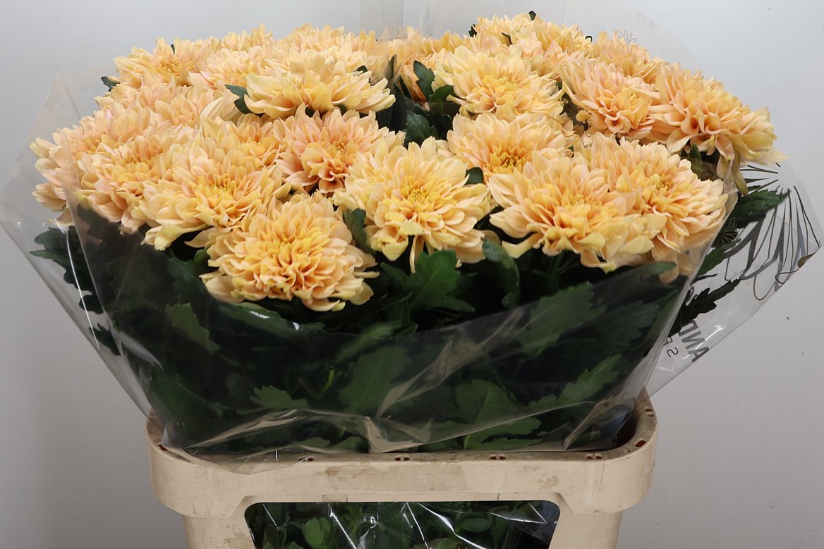 Chrysanth Single Kalimba Salmon 85cm 90gr.