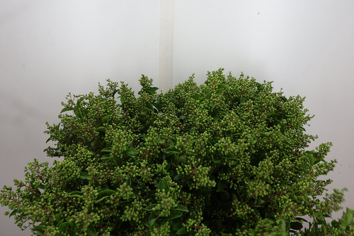 Ligustrum Ovalifolium Libelle 80cm