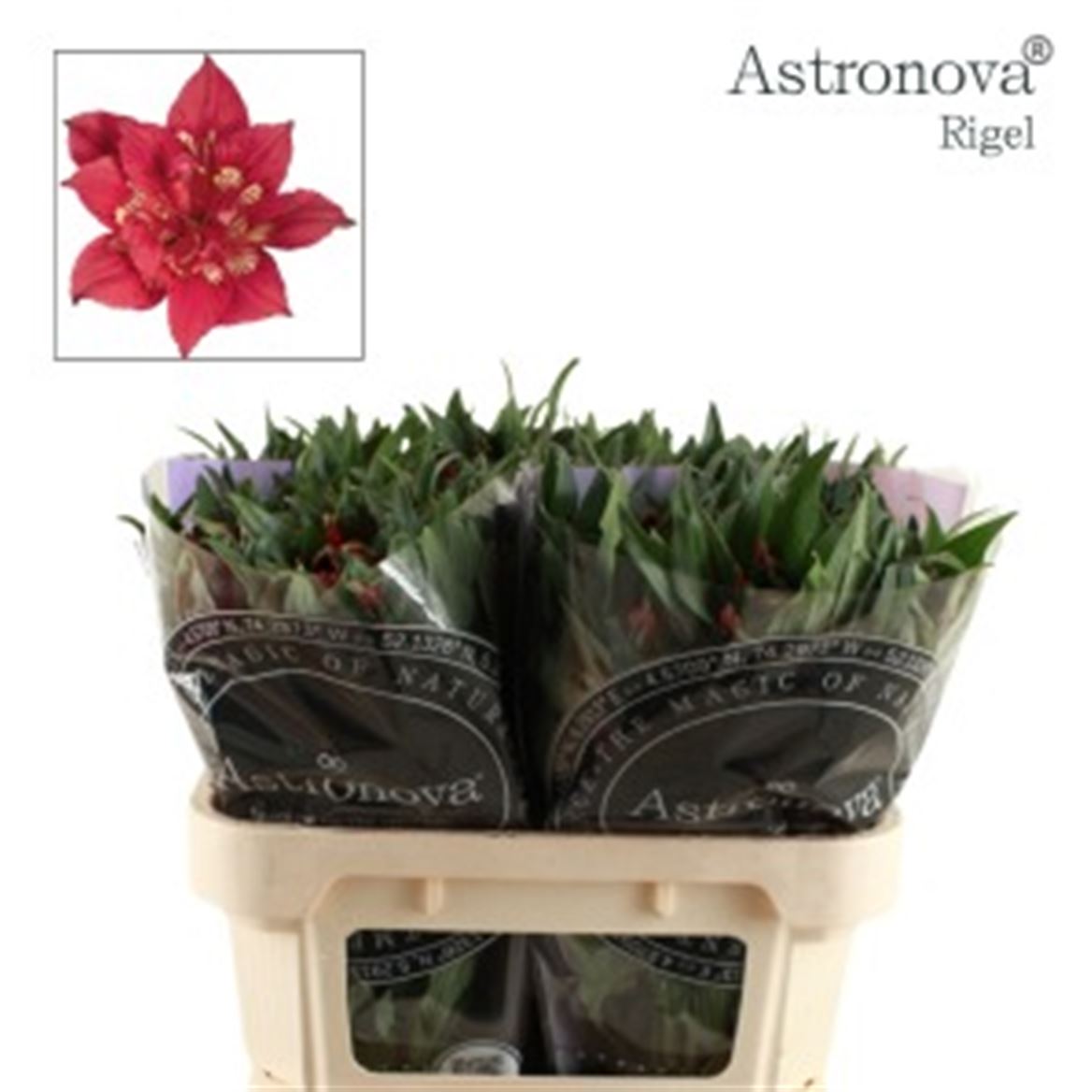 Alstroemeria Astronova Rigel 70cm 75gr.