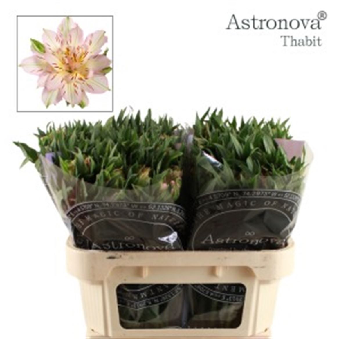 Alstroemeria Astronova Thabit 70cm 75gr.