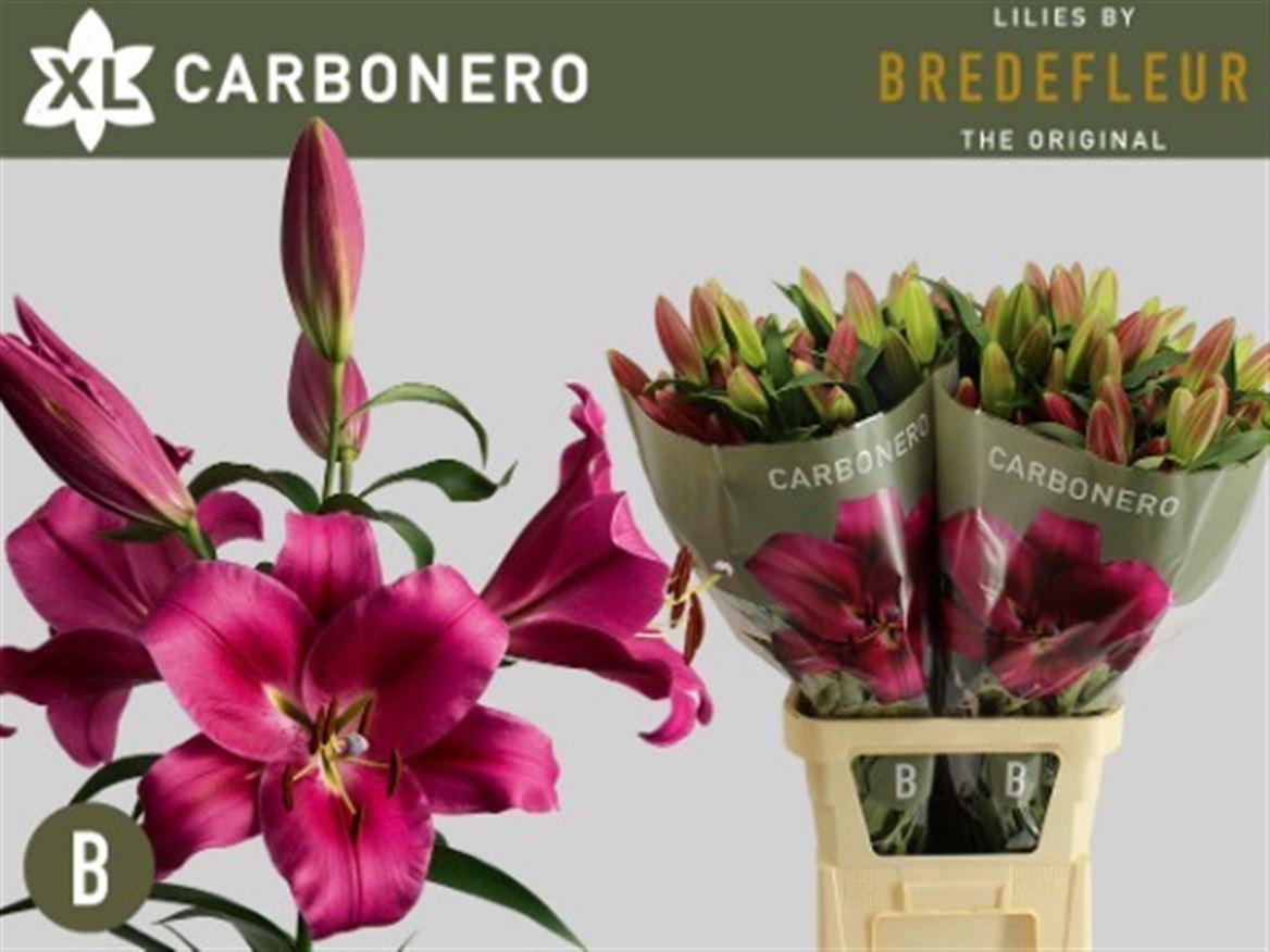 Lily Oriental Carbonera 90cm 3+