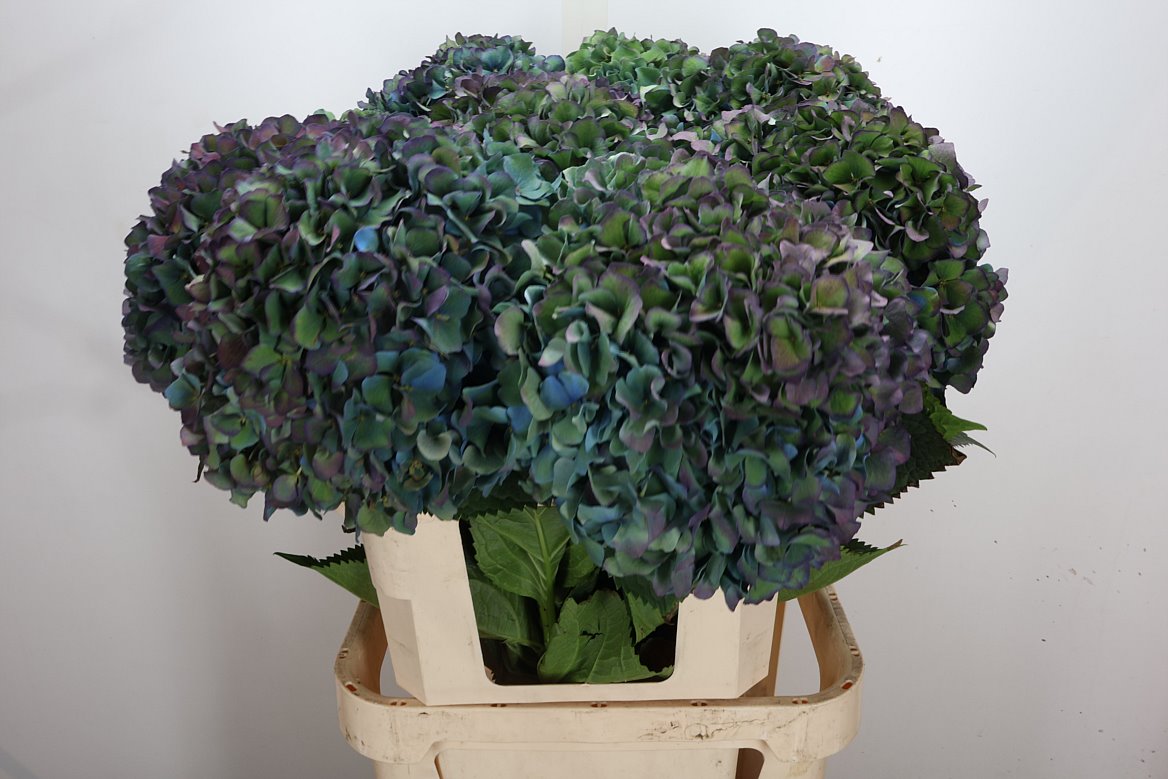 Hydrangea Pimpernel Classic 100cm 24-26cm Hd