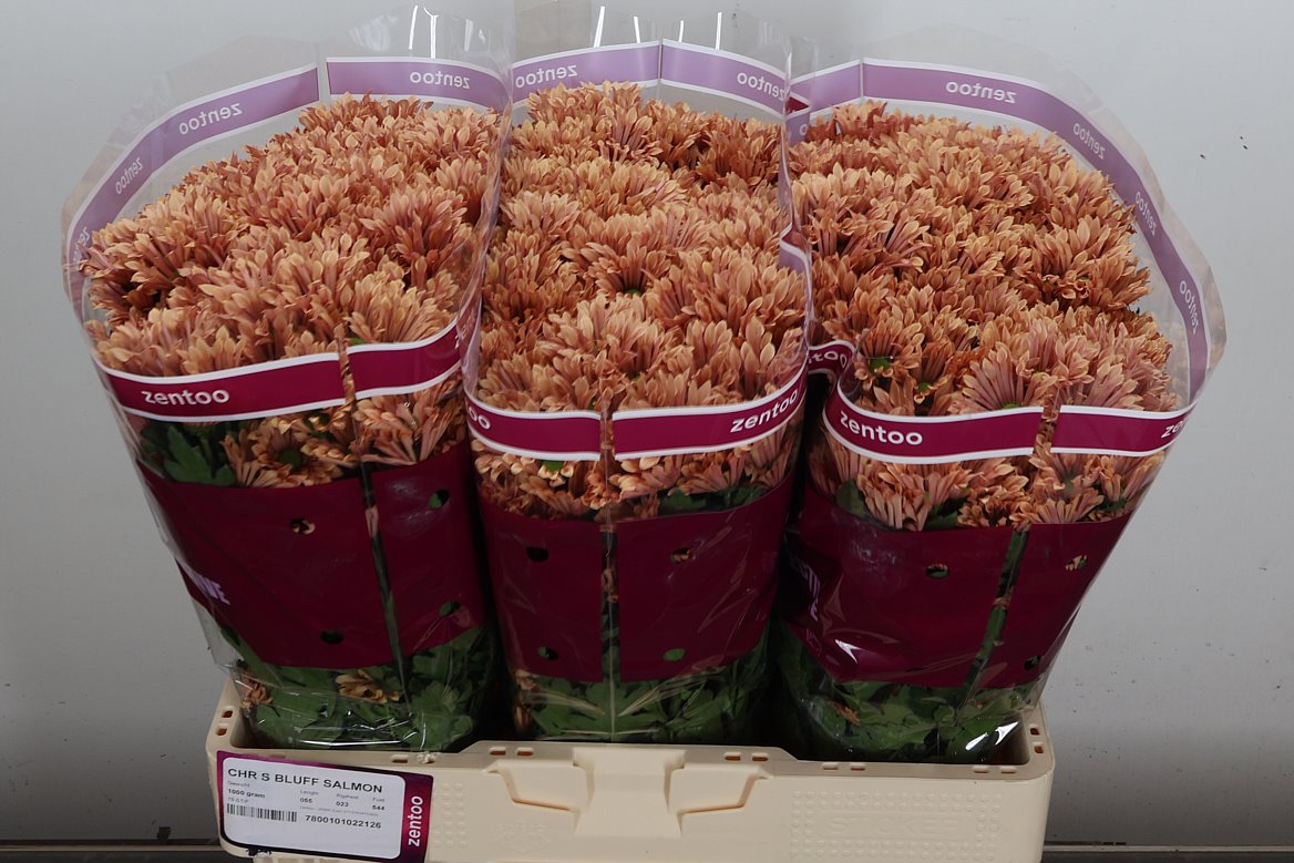 Chrysanth Santini Bluff Salmon 55cm