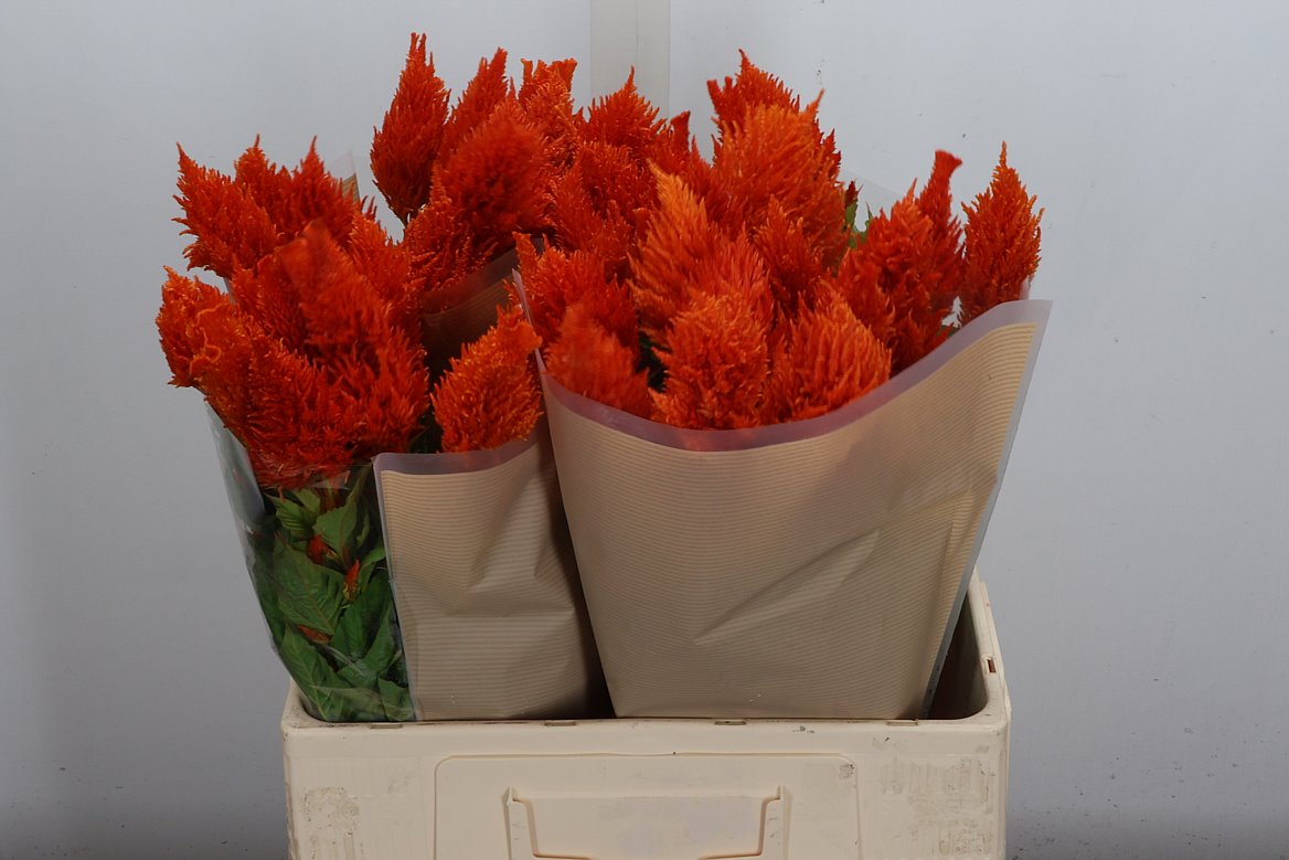 Celosia Sunday Orange 60cm