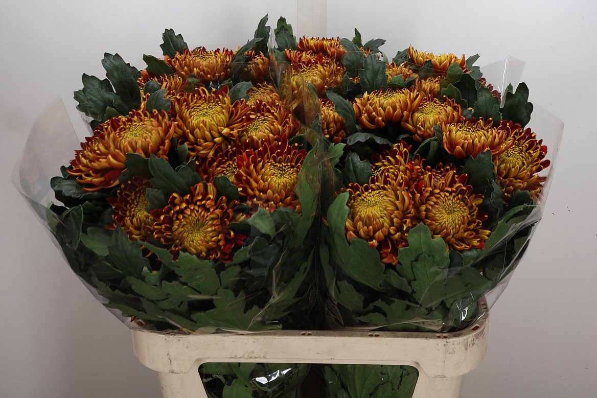 Chrysanth Single Fuego 80cm 85gr.