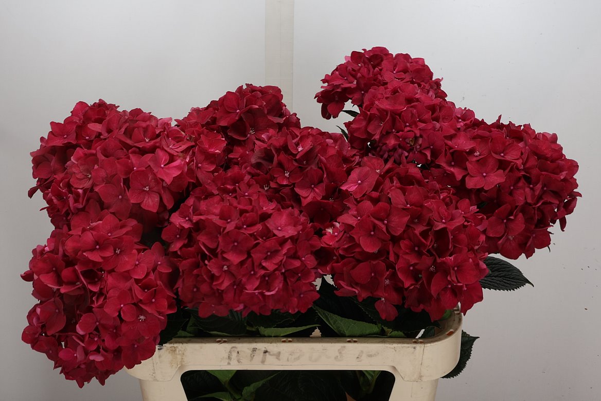 Hydrangea Rubyred 80cm 17-19cm Hd