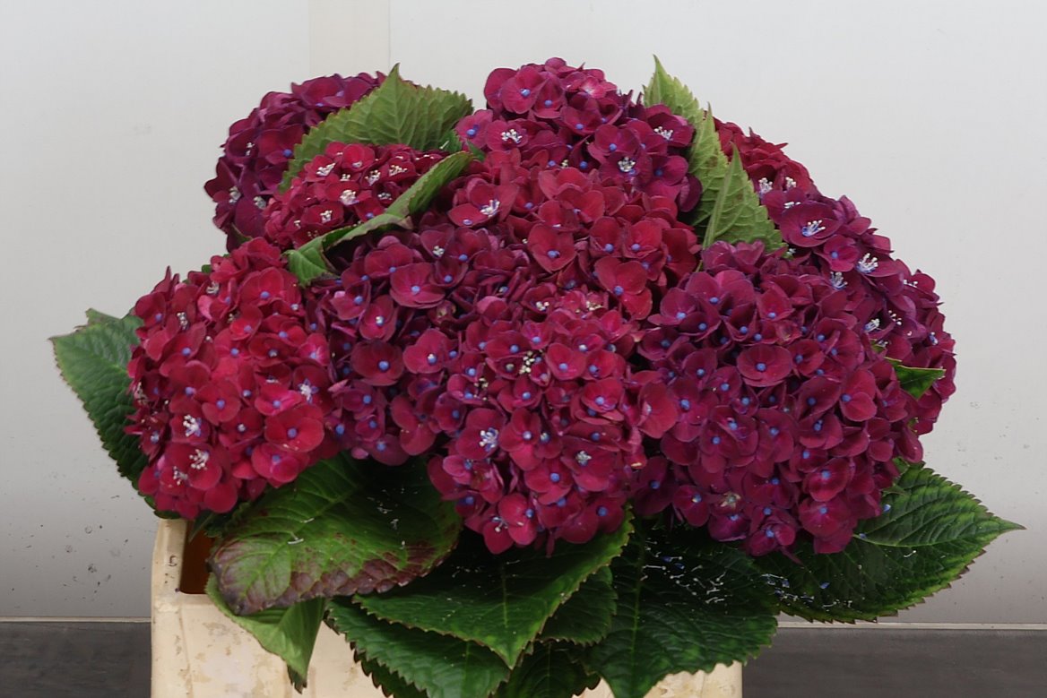 Hydrangea Mon Amour Purple 40cm 12-14cm Hd
