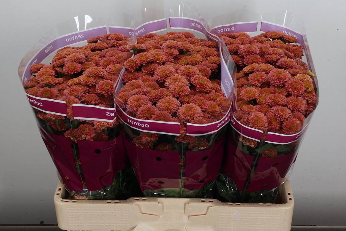 Chrysanth Miller Cherry Red 55cm