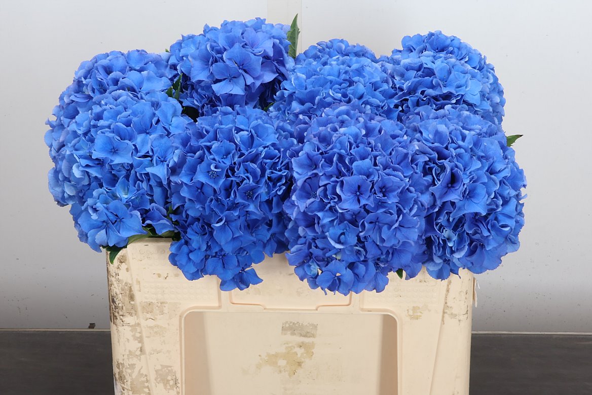 Hydrangea Royal Parade 50cm 17-19cm Hd