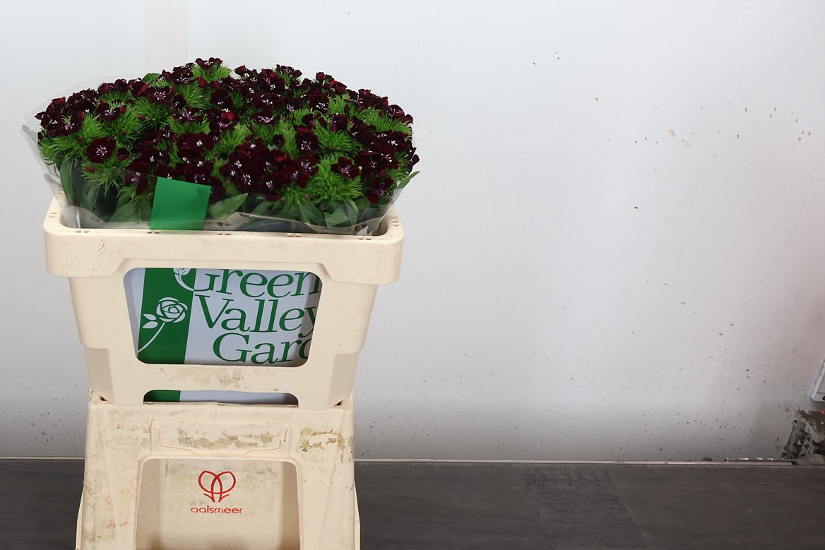 Dianthus Barb Sweet Will Black Cherry 52cm