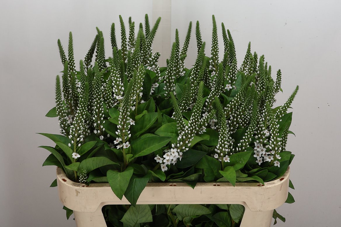 Lysimachia Elisabeth 75cm