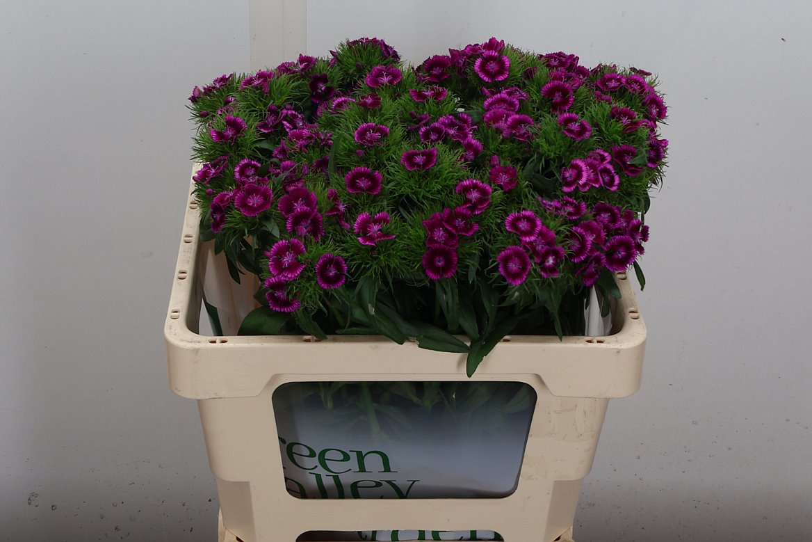 Dianthus Barb Sweet Will Magenta Bicolour 54cm