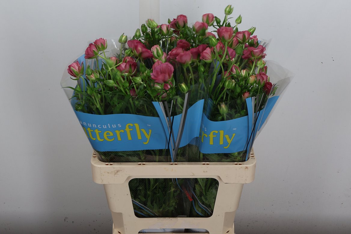 Ranunculus Butterfly Lycia 60cm 50gr.