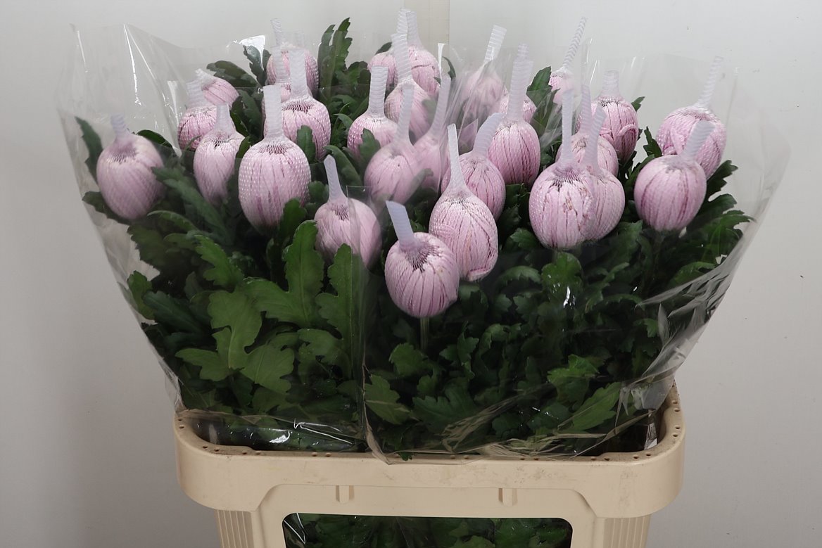 Chrysanth Single Hornbill 80cm 145gr.