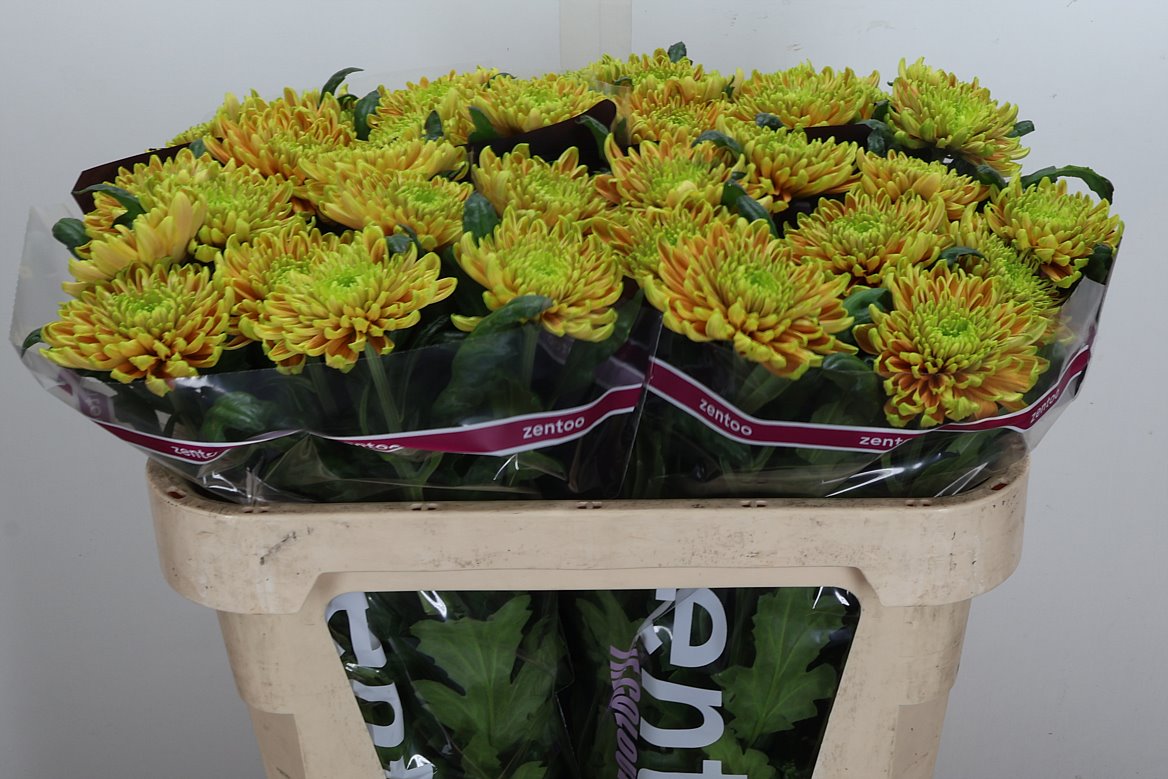 Chrysanth Single Rossano Elizabeth 70cm 70gr.