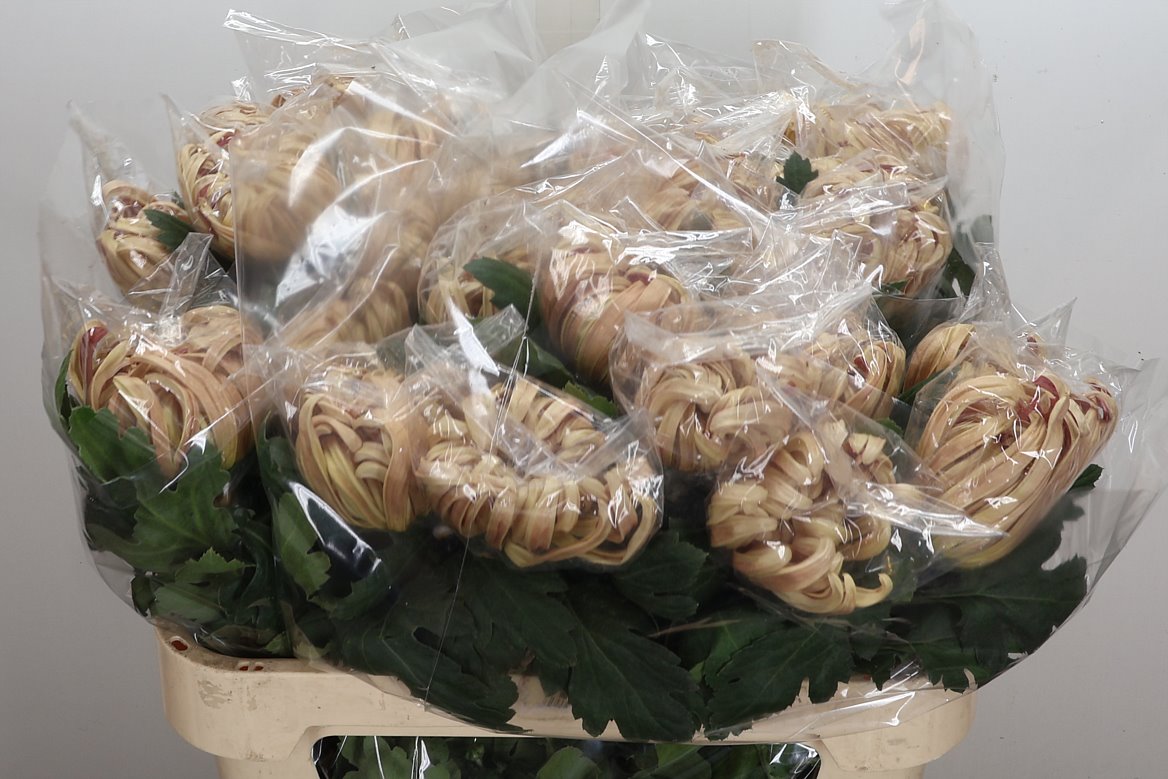 Chrysanth Single Vienna Copper 80cm 100gr.