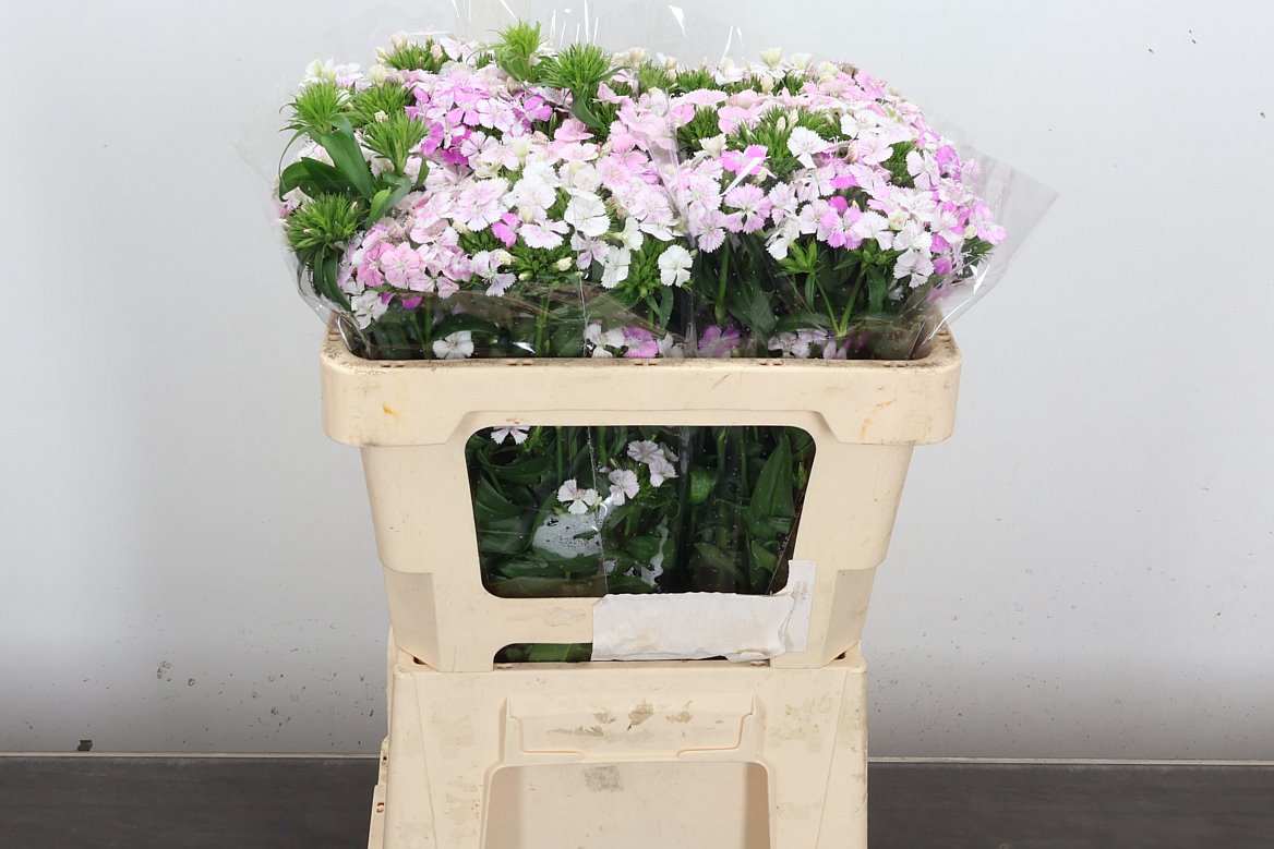 Dianthus Barb Rose Magic 55cm