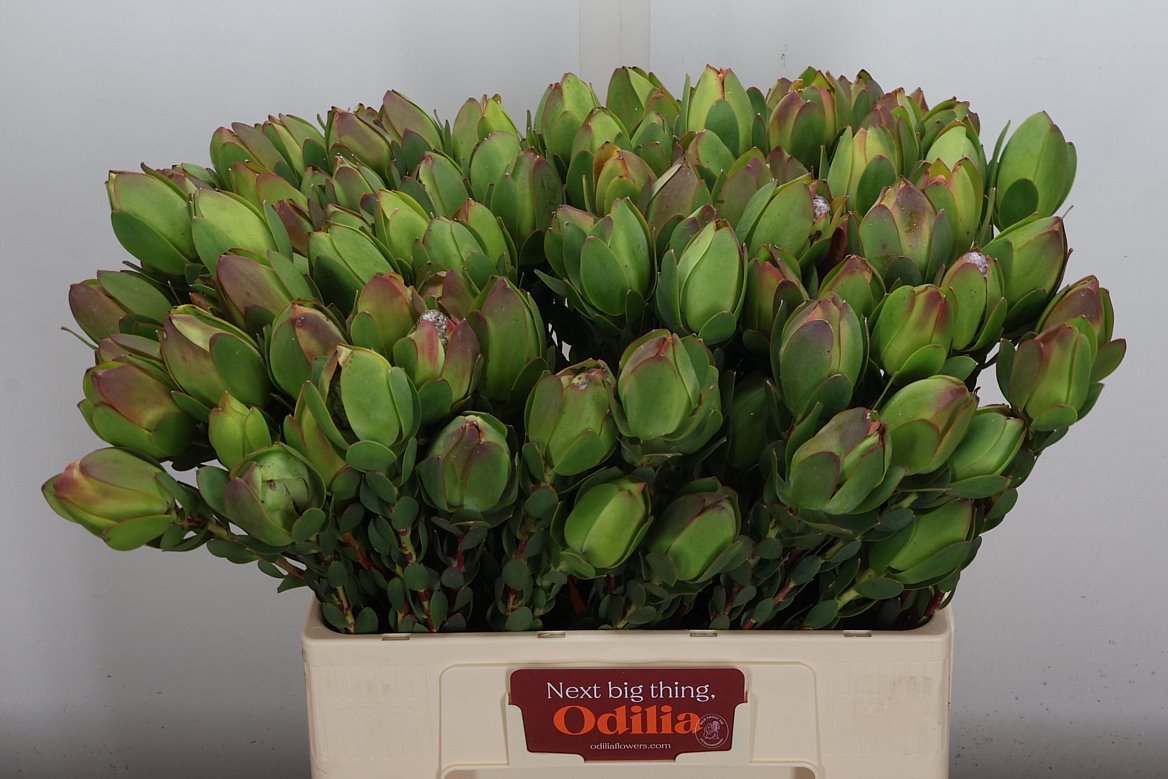 Leucadendron Discolor 60cm