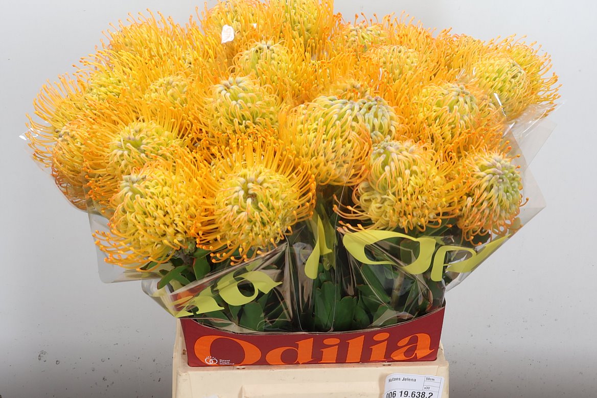 Leucospermum Jelena 50cm