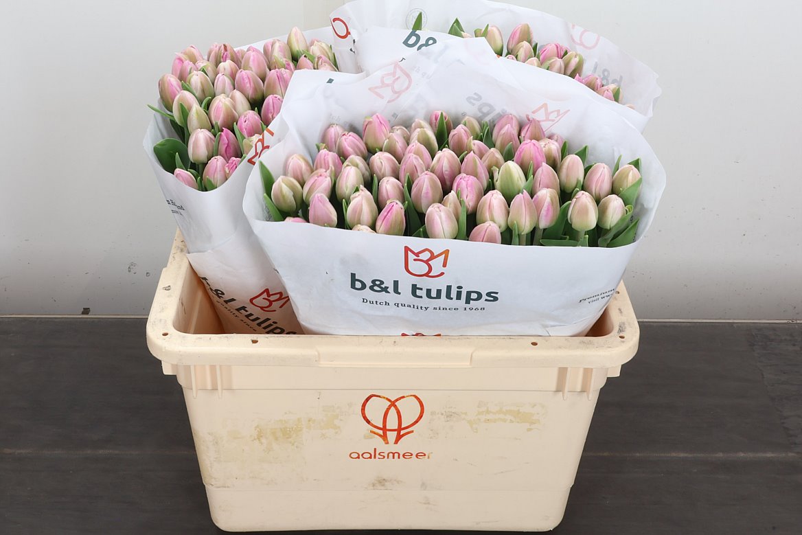 Tulip Double Voque 35cm 33gr.