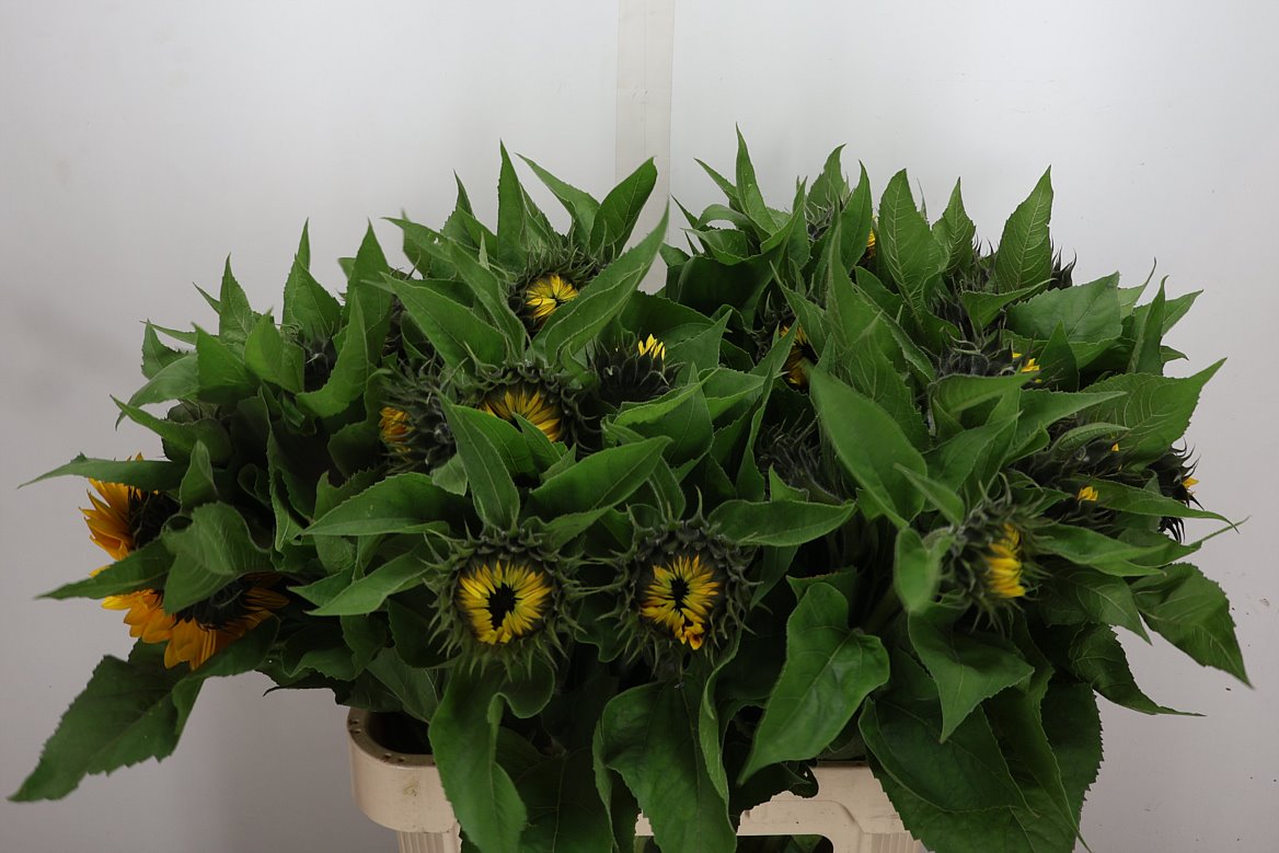Helianthus Sunrich Orange 80cm