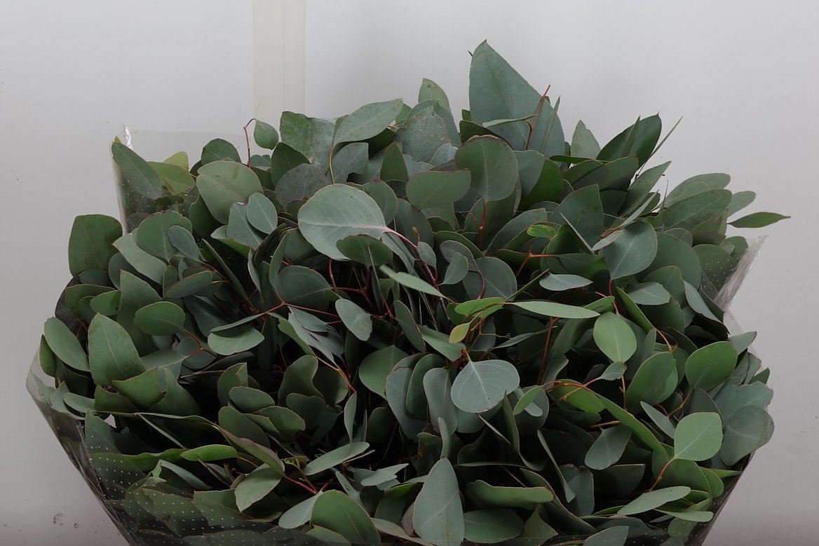 Eucalyptus Polyanthemos Per Bunch 50cm 150gr.